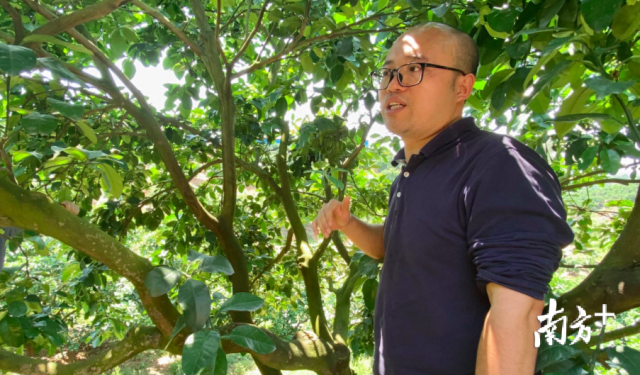 廣東省農(nóng)科院果樹研究所副研究員姜波