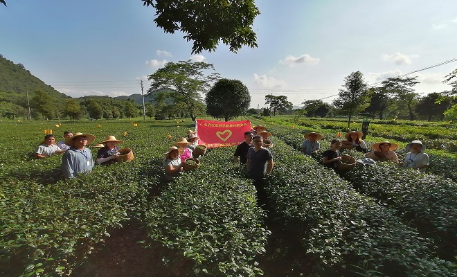 2021.9.4茶葉所開展首屆青年職工制茶（綠茶）技能競賽—采青.jpg