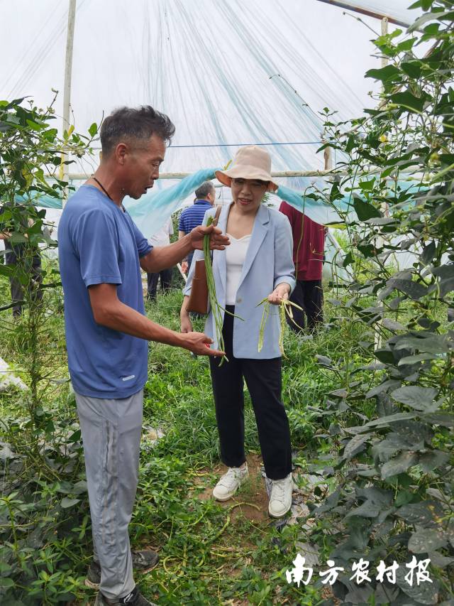 廣東省農(nóng)科院蔬菜研究所葉菜、豆類資源與育種團(tuán)隊(duì)副主任楊易（右二）給農(nóng)戶講解豇豆栽種注意事項(xiàng)