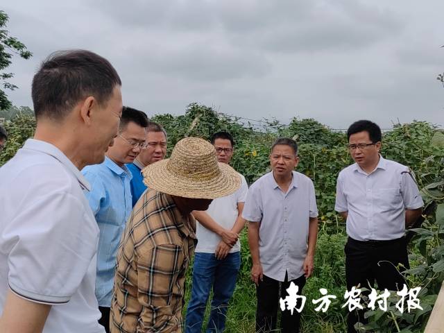 所長謝大森（右一）帶隊(duì)參加豇豆農(nóng)殘突出問題攻堅(jiān)治理督導(dǎo)工作 