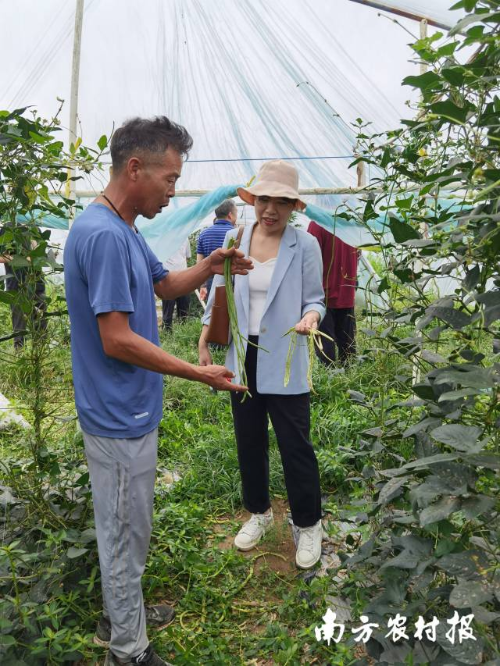 廣東省農(nóng)科院蔬菜研究所葉菜、豆類資源與育種團(tuán)隊副主任楊易（右二）給農(nóng)戶講解豇豆栽種注意事項