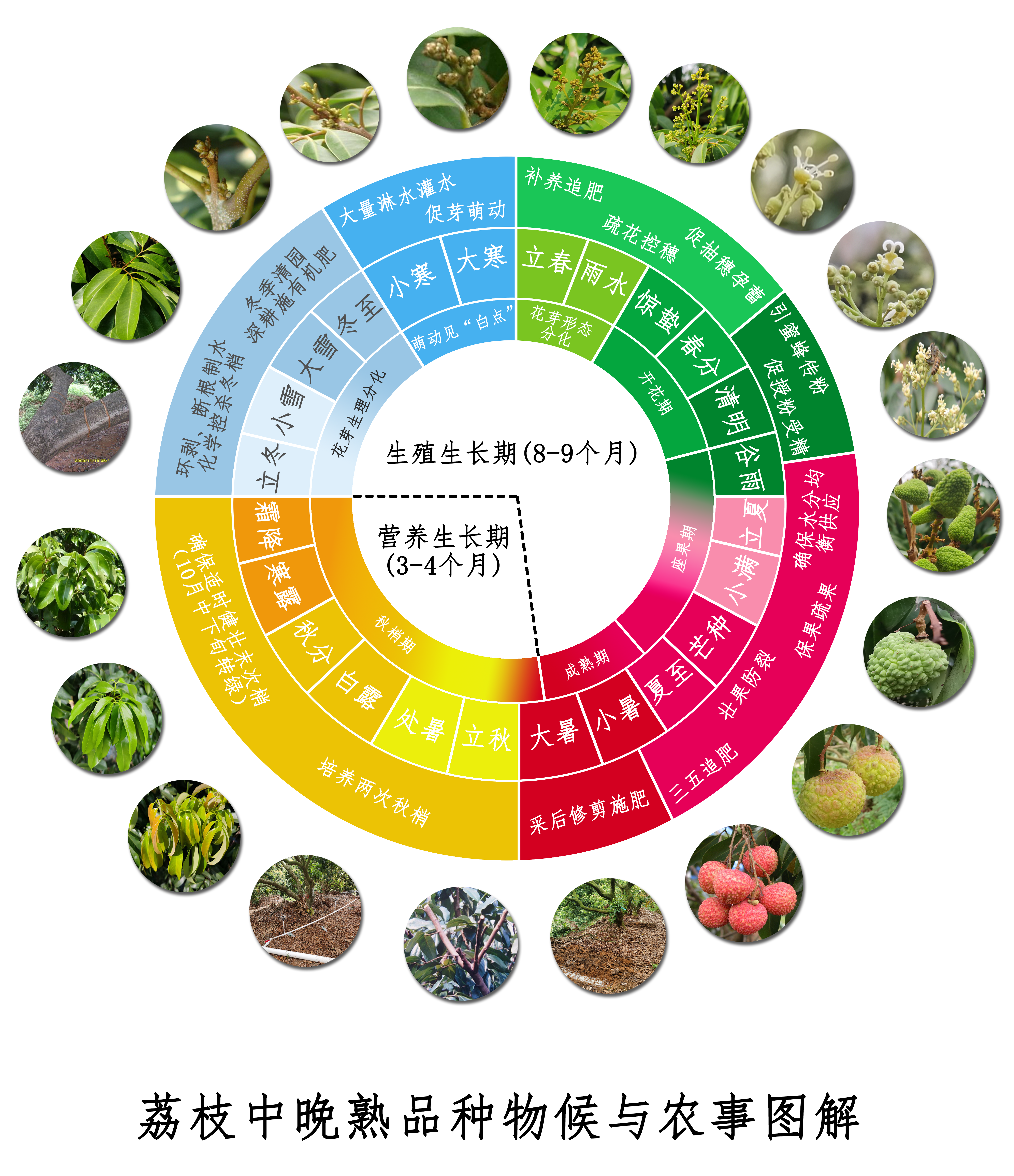 荔枝中晚熟品種物候與農(nóng)事圖解.png