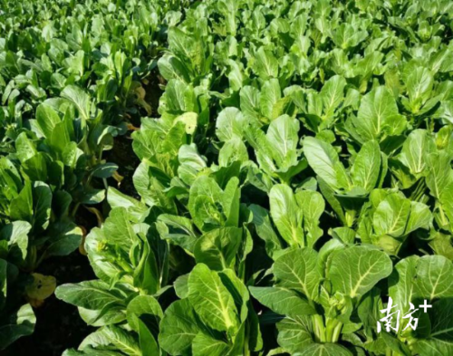 一片綠油油的連州菜心長勢喜人。