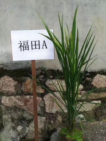福田A.jpg