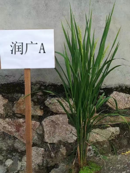 潤廣A.jpg