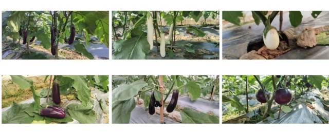 2023年南雄蔬菜新品種示范會(huì)茄子種植表現(xiàn)