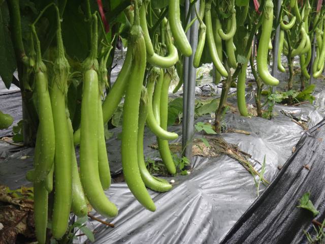 “碧玉1號”茄子。