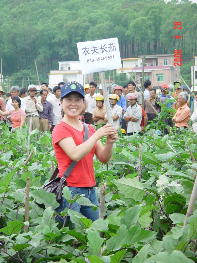 蔬菜所茄果類研究團隊研究員孫保娟剛?cè)肼殨r在田間推廣“農(nóng)夫”長茄。