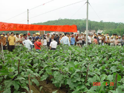 蔬菜所茄果類育種團隊到地方推廣茄子新品種。