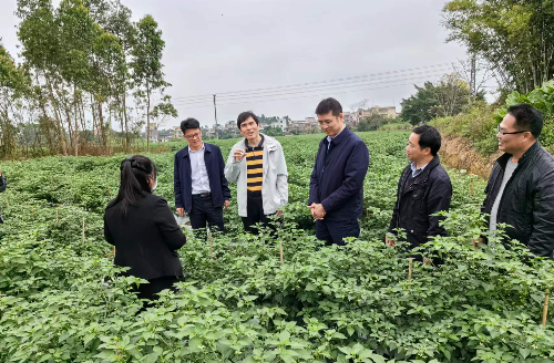 植保所赴高州、信宜開展“百千萬工程”需求調(diào)研及植?？萍挤?wù).jpg