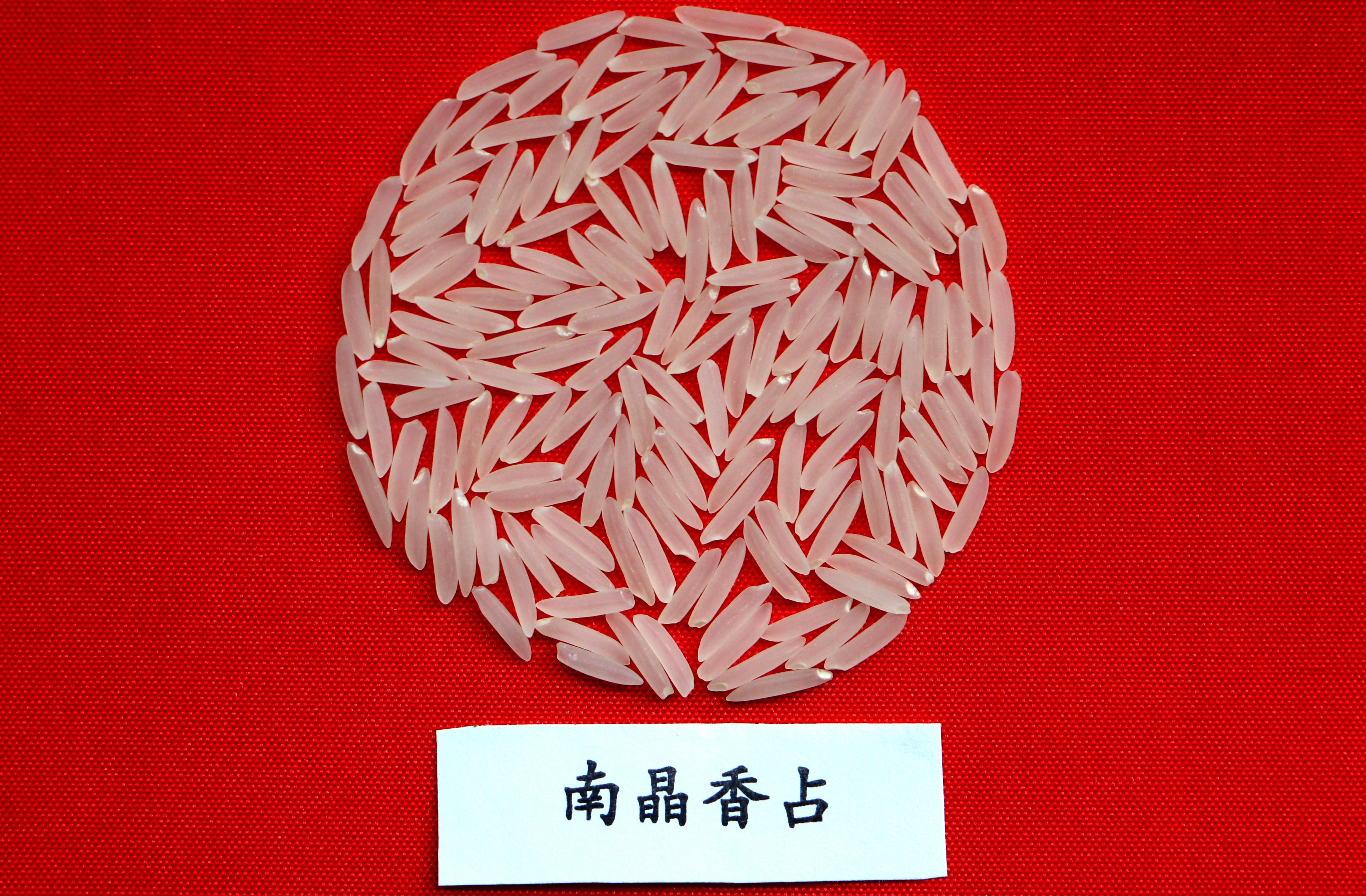 南晶香占稻米圖片.jpg
