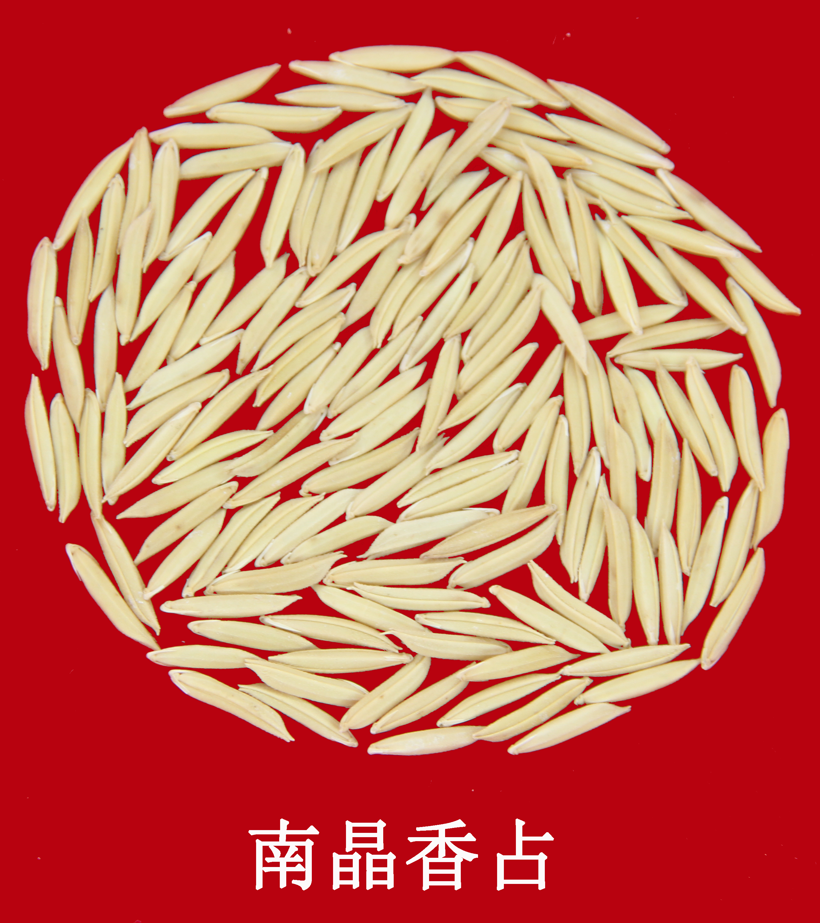 南晶香占種子圖片.jpg