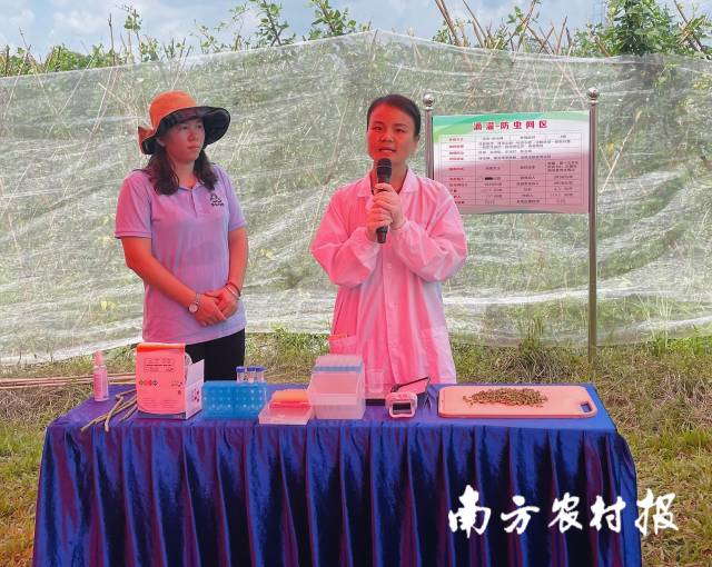 廣東省農(nóng)業(yè)科學(xué)院農(nóng)業(yè)質(zhì)量標(biāo)準(zhǔn)與監(jiān)測(cè)技術(shù)研究所黃聰靈演示豇豆農(nóng)殘檢測(cè)流程