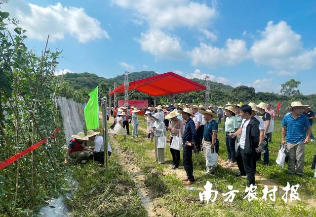 活動(dòng)現(xiàn)場(chǎng)參觀豇豆綠色種植標(biāo)準(zhǔn)化生產(chǎn)示范基地