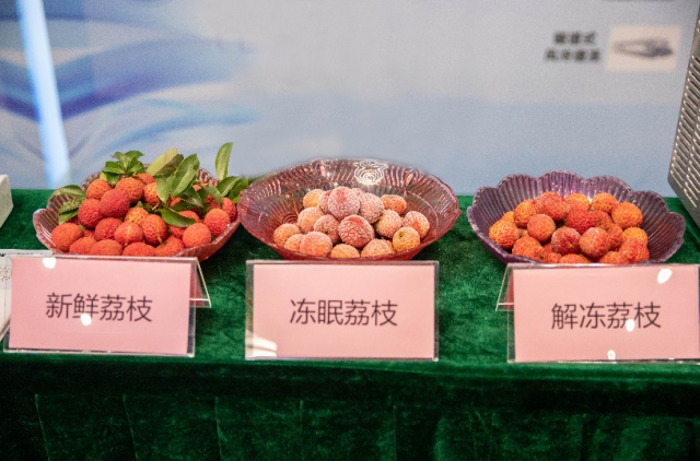 新鮮荔枝與凍眠荔枝、解凍荔枝外觀對比。