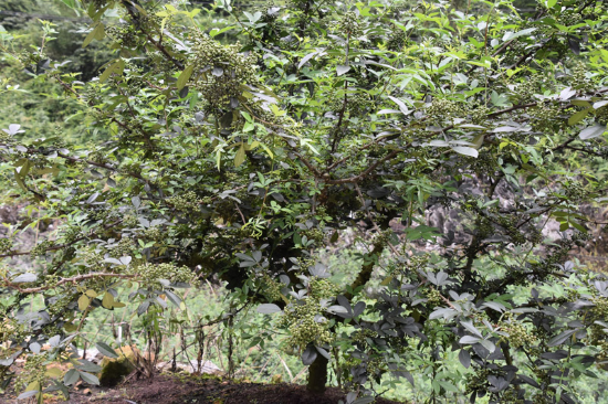 花椒掛果。廣東省農(nóng)業(yè)科學(xué)院植物保護研究所供圖