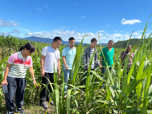 植保所農(nóng)村科技特派員團隊到英德開展科技幫扶-1.jpg