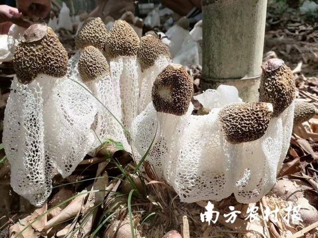 陽(yáng)光下的竹蓀