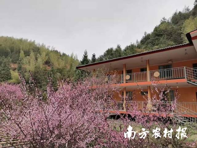人們來(lái)到桃源村吃鮮菇、住民宿，感受大山的靜謐