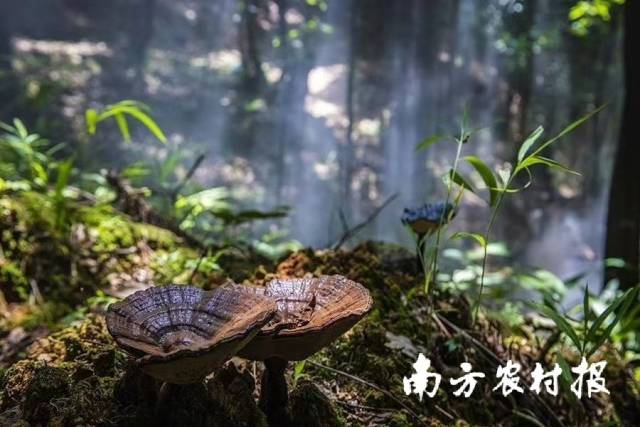 生長(zhǎng)在山林間的靈芝