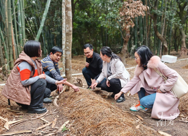 省農(nóng)科院蔬菜所專家團(tuán)隊(duì)現(xiàn)場(chǎng)指導(dǎo)紅松茸種植。