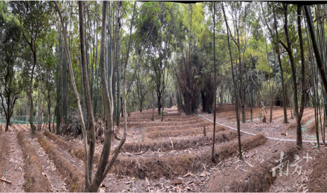 普寧市南溪鎮(zhèn)登峰村的紅松茸種植示范基地。