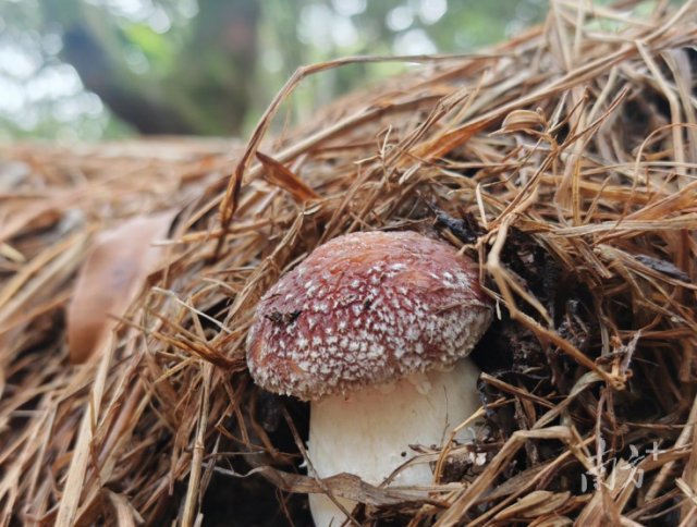 南溪鎮(zhèn)登峰村產(chǎn)出的優(yōu)質(zhì)紅松茸。